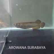 New Arwana Jardini / Irian / Panca Warna 18-20 cm