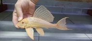 LIVE FISH /Albino pleco 165 /Good for clean the fish tank / ALGAE EATER 红眼女王 /清理鱼缸藻类，食物残渣好帮手(Sin Quan Aquaculture Enterprise)