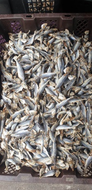 IKAN MASIN KECI 100GM