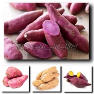 TERMURAH- UBI CILEMBU SUPER PREMIUM MANIS BERKUALITAS BERAT 500GRAM / UBI PUTIH / UBI UNGU JEPANG /