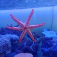 ikan hias bintang laut merah