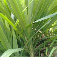 Benih Napier Pandan (Dwarf) 5 Batang