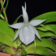 Augustfame -  Angraecum Leonis Minature orchid