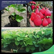 Benih Buah Strawberry Jumbo Manora Merah Manis Bibit Strawberry Jumbo