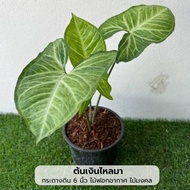 ต้นเงินไหลมา (Syngonium Podophyllum) ไม้มงคล สูง 25 ซม. ในกระถาง 6 นิ้ว