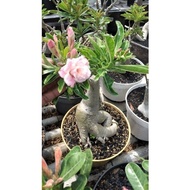 Bonsai adenium grafting bunga tumpuk