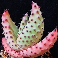 Ghost Cut Aloe Vera Genuine Seed Broadcasting Real Root Series 2 Real Shot Crown Width 5-6cm Random 