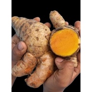 FRESH TEMULAWAK CLEAN WASH 1KG SUPER QUALITY