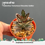 รวมกระบองเพชรและไม้อวบน้ำ #2 หลากหลายสายพันธุ์ ส่งทั้งกระถาง cactus&amp;succulent