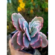 kalanchoe pink butterfly