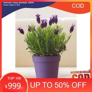 Lavender asli/lavandul TANAMAN ANTI NYAMUK english lavender - Tanaman
