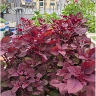 [20gr package] Red Amaranth seeds (20g~7000 seeds) grow well, harvest quickly, grown all year round