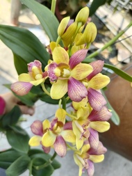 Hoa lan denro nắng Siam