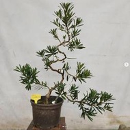 _kungtree ｜火焰羅漢松(新品種)｜（110/12/13）(AM19)