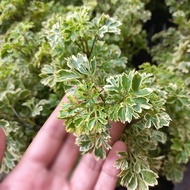 Polyscias 'Dwarf Variegata', Polyscias Fruticosa (Dwarf), Parsley Panax