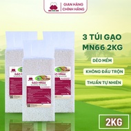 Combo of 3 Bags of Organic Clean Rice MN66 Medium Sticky Rice, Soft Rice - Diet, Digestive Support