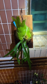 P.Coronarium thin leaf 幼葉皇冠鹿角蕨