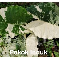 ALOCASIA MACRORRHIZA  VARIEGATED  / KELADI ALBINO