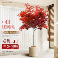 Chinese Red Maple Potted Plant Indoor Large Green Plant Japanese Red Maple Sapling Plant Red Dancer 
