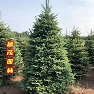Christmas Tree Christmas Tree Real Tree Christmas Tree Christmas Tree Wholesale Christmas Tree Potte