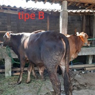 Hewan Qurban Sapi Tipe B Bobot 200-250 Kg Gratis Ongkir Jabodetabek -