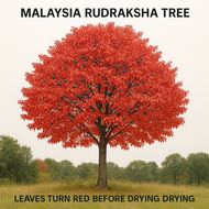 LIVE PLANT : RUDRAKSHA (ருத்ராட்சம்) • ELAEOCARPUS GANITRUS • SACRED BLUEBERRY • RUDRA’S EYE SEED • 