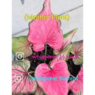 I) CALADIUM PINK SUNSHINE / Keladi SUNSHINE/ RARE / Anak Pokok Matang &amp; Separa Matang