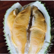 Pokok Durian Tupai King D226