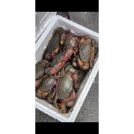 100% Fresh and Live XXL Size Mud Crab /Meat Crab 500g-600g