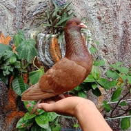 Burung Dara Burung Merpati Hidup Jantan Dewasa Super Top Grade