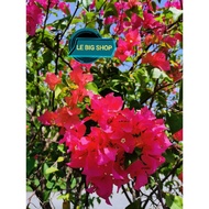 Bunga Kertas/ Bougainvillea/ jualan keratan /cutting