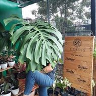 monstera king monstera hutan