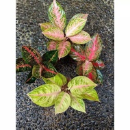 SALE ADELIA - Tanaman Hias Aglaonema Aglonema