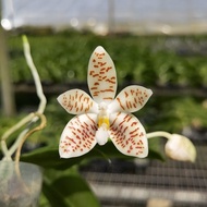[ Species + Fragrant ] JO-1023 Phalaenopsis zebrina Orchid