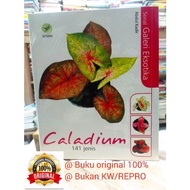 caladium. tanaman hias caladium keladi. original 100