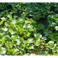 Promo for water hyacinth plant seeds, aquascape media