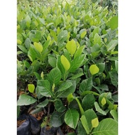 Benih Nangka Madu J33