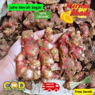 jahe merah 1kg segar alami medan tua sedang hemat bibit benih siap tanam - tokolaladonbgr