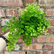 NMS 2 / Adiantum Fragrance (Maidenhair Fern 铁线蕨) / Live Plant Terrarium / 85mm & 120mm Pot Size Poko