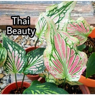 Caladium Thai Beauty Pink anak pokok keladi bajet