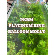 AQUARIUM PLANTS AND DECOR FOR PKBM(PLATINUM KING BALLOON MOLLY)