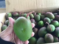 已售完勿下單 免運 35台斤 產地直銷 【愛文芒果青 】 生芒果 青芒果 愛文芒果 情人果冰