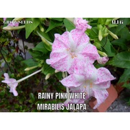 RAINY PINK WHITE Four oclock seed [ MJ 6 ] benih bunga seroja @ pukul 4 petang