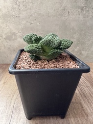 哥斯拉牡丹 多肉植物 塊根 盆栽 仙人掌