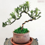 Bonsai Wire Aluminum Black Aluminum Craft Wire Rust Resistant Aluminum Bonsai