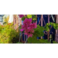 Keratan Bunga Kertas｜Bougainvillea(Stem only)｜杜鹃花（枝）