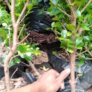 Bibit beringin kompakta bahan bonsai los pucuk