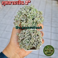 กุหลาบเงิน กระถาง 2 นิ้ว ไม้อวบน้ำ succulent แคคตัส ราคาต่อกระถางนะ