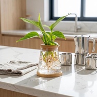 黃金葛 三角水耕盆栽 室內植物 觀葉植物 禮物 水培