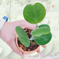 Hoya โฮย่า ต้นหัวใจหลายดวง ใบหัวใจ size s เหมาะมอบเป็นของขวัญ ต้นไม้ประดับ ต้นโฮย่า ต้นไม้มินิมอล น่ารักๆ ต้นไม้ตกแต่งบ้านและสวน- easyplant
